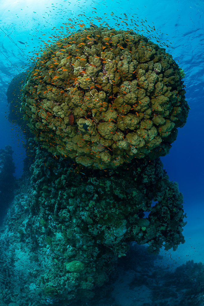 Bloc de corail arrondi sur un pilier étroit entouré d’anthias, vertical, mer Rouge, Égypte