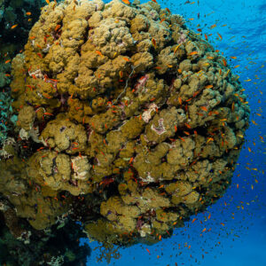 Tête de corail en champignon entourée d’anthias, vertical, mer Rouge, Égypte