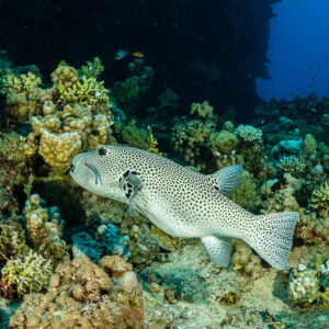 Star puffer swimming over the reef with a cleaner wrasse at its mouth, Red Sea, Egypt