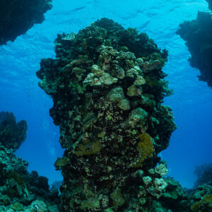 Coral pillar framed by a reef archway with blue water behind, vertical, Red Sea, Egypt