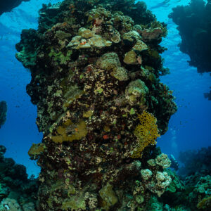 Closer view of a coral pillar standing inside a reef archway, vertical, Red Sea, Egypt