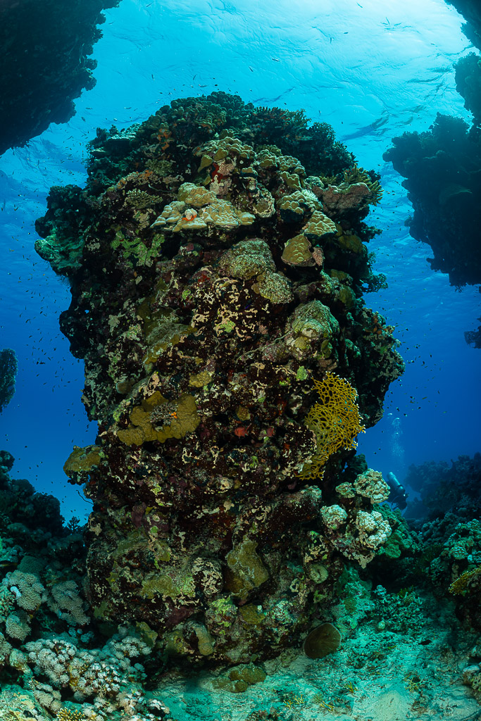 Closer view of a coral pillar standing inside a reef archway, vertical, Red Sea, Egypt