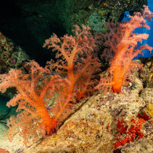 Coraux mous orange sous un surplomb du récif, mer Rouge, Égypte