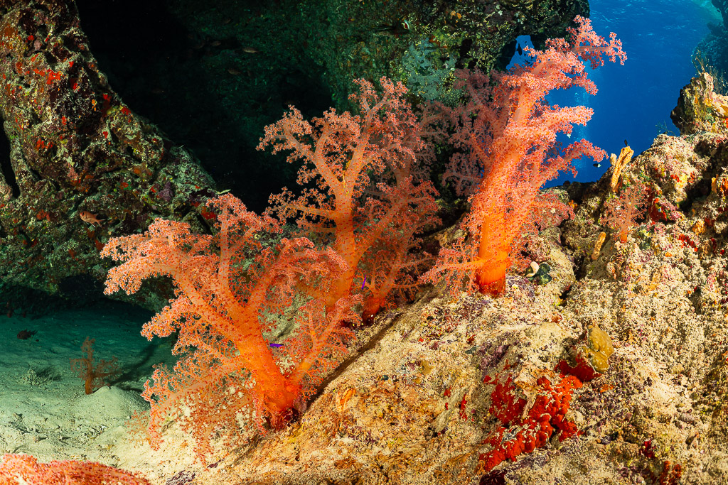 Coraux mous orange sous un surplomb du récif, mer Rouge, Égypte