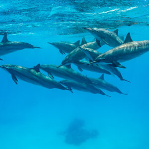 Pod of spinner dolphins swimming in formation below the surface, Sataya Reef, Red Sea, Egypt