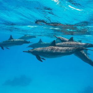 Spinner dolphins cruising in a loose line under the rippled surface, Sataya Reef, Red Sea, Egypt