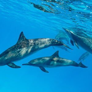 Two spinner dolphins in the foreground with the pod behind, Sataya Reef, Red Sea, Egypt
