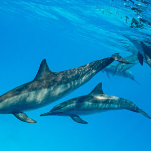 Pair of spinner dolphins gliding side by side, others fading into blue, Sataya Reef, Red Sea, Egypt