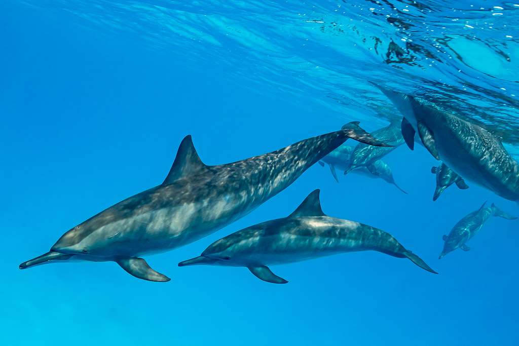 Paire de dauphins à long bec glissant côte à côte, d’autres dans le bleu, récif de Sataya, mer Rouge, Égypte