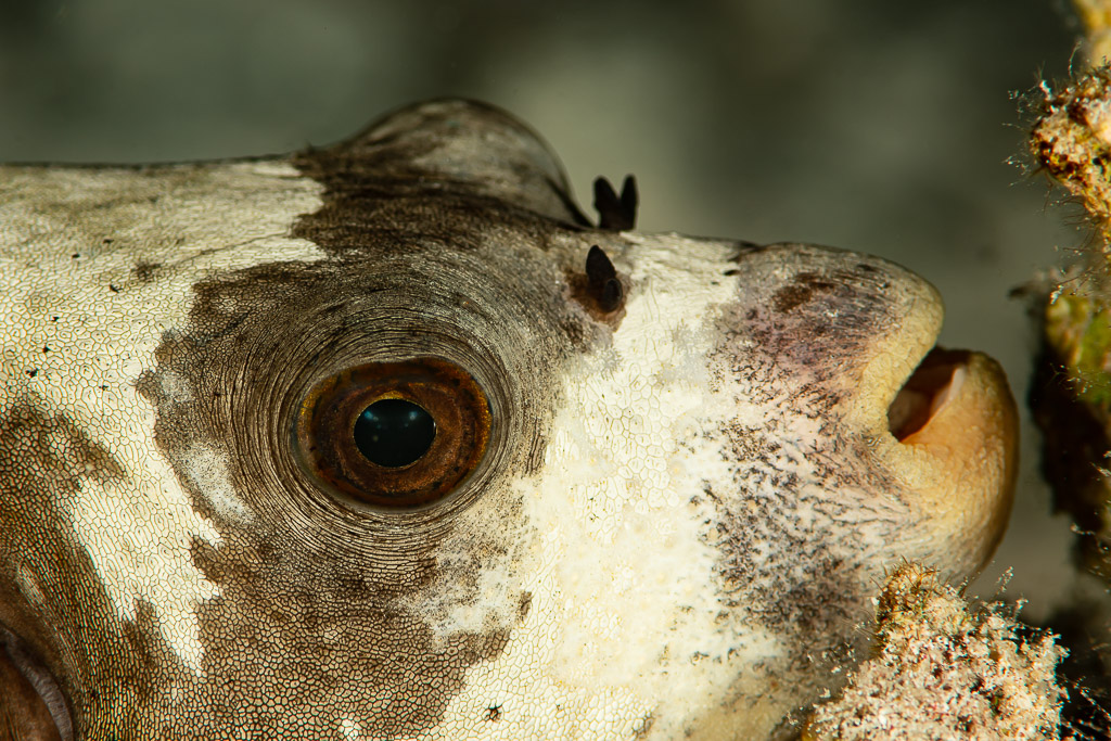 Très gros plan sur l’œil et la bouche d’un poisson-ballon masqué, mer Rouge, Égypte