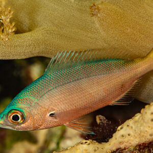 Small reef fish with iridescent green head under a soft coral at night, Red Sea, Egypt