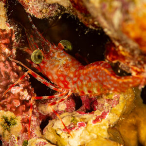 Reticulated hinge-beak shrimp with green eyes in a reef crevice at night, Red Sea, Egypt