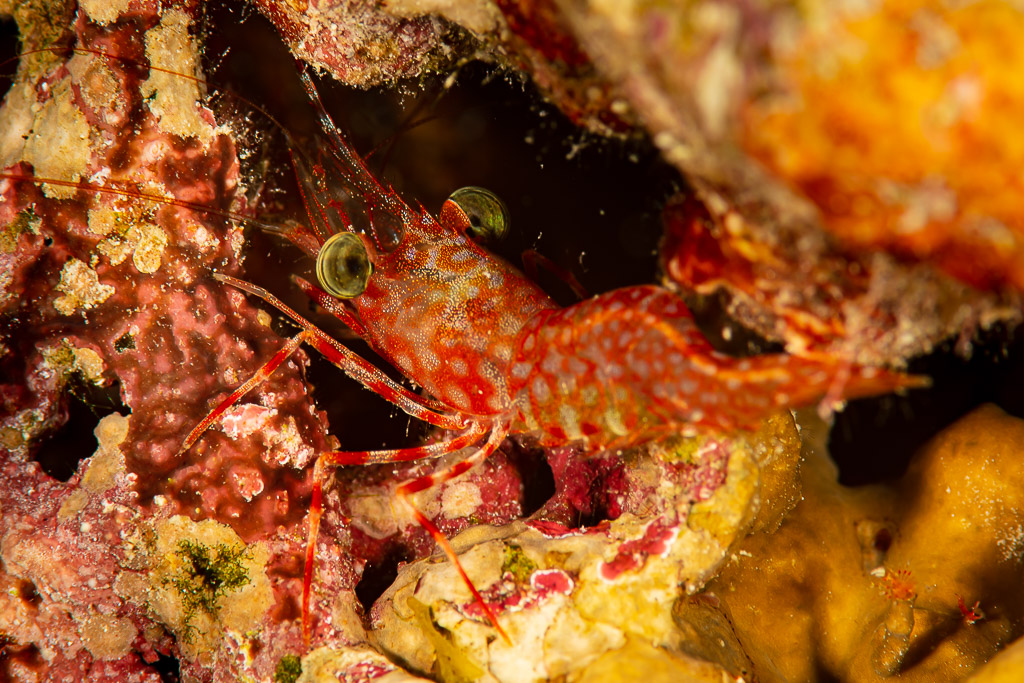 Reticulated hinge-beak shrimp with green eyes in a reef crevice at night, Red Sea, Egypt