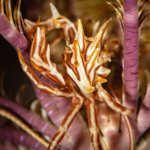 Spiny striped crinoid crab hiding among feather star arms, vertical, Red Sea, Egypt