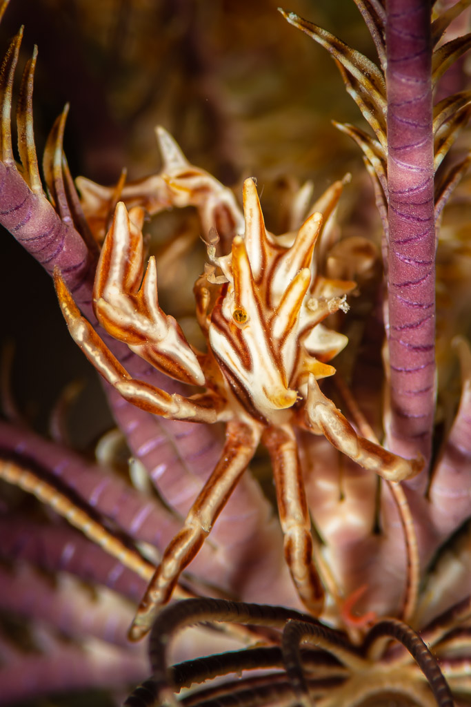 Spiny striped crinoid crab hiding among feather star arms, vertical, Red Sea, Egypt
