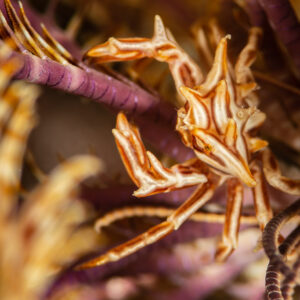Close-up of a striped crinoid crab clinging to feather star arms, Red Sea, Egypt