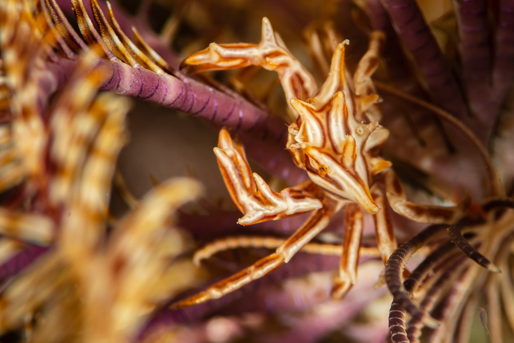Close-up of a striped crinoid crab clinging to feather star arms, Red Sea, Egypt