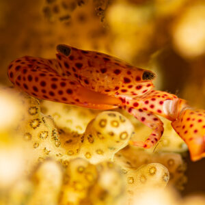Red-spotted guard crab among the polyps of a stony coral, Red Sea, Egypt