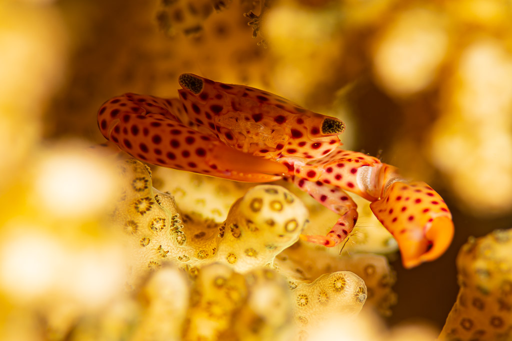 Red-spotted guard crab among the polyps of a stony coral, Red Sea, Egypt