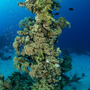 Isolated coral pinnacle rising from the sand with reef fish, vertical, Red Sea, Egypt