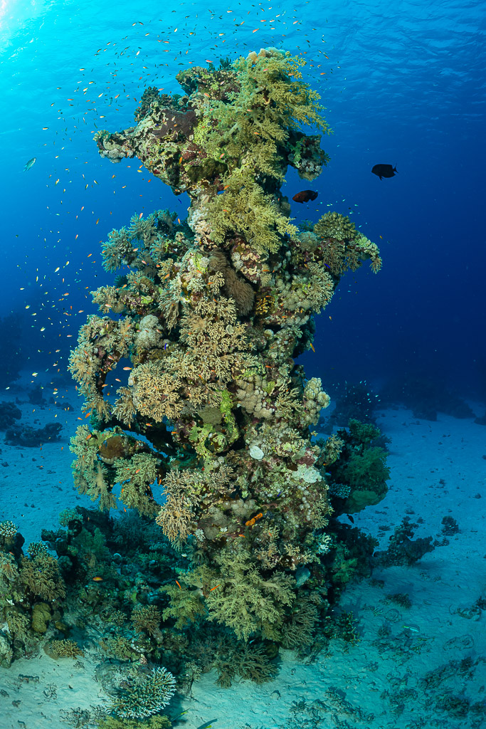 Isolated coral pinnacle rising from the sand with reef fish, vertical, Red Sea, Egypt