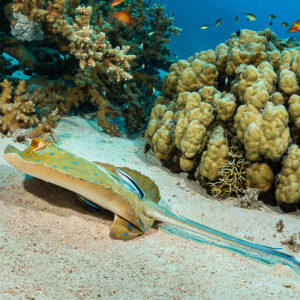 Raie pastenague à points bleus sur le sable visitée par un labre nettoyeur, mer Rouge, Égypte