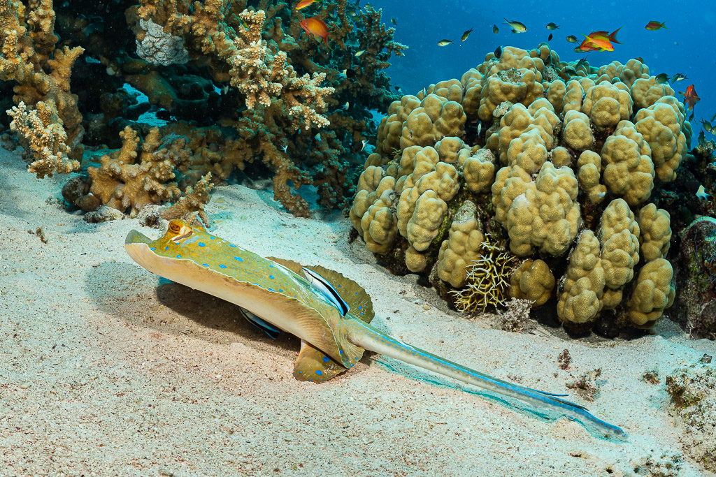Bluespotted ribbontail ray on sand visited by a cleaner wrasse, Red Sea, Egypt
