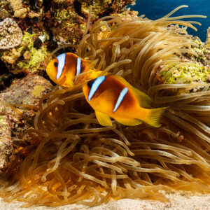Two Red Sea anemonefish in a sea anemone on the reef, Red Sea, Egypt