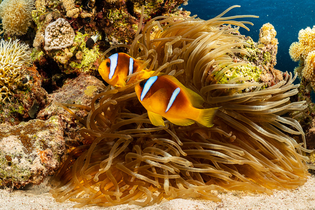 Two Red Sea anemonefish in a sea anemone on the reef, Red Sea, Egypt