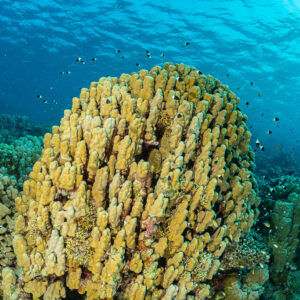 Grosse tête de corail porites au sommet du récif, vertical, mer Rouge, Égypte