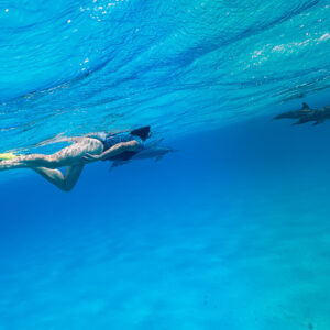 Woman snorkeler in yellow fins swimming toward distant spinner dolphins, Sataya Reef, Red Sea, Egypt