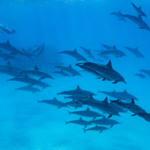 Grand groupe de dauphins à long bec au-dessus du sable, nageur au loin, récif de Sataya, mer Rouge, Égypte