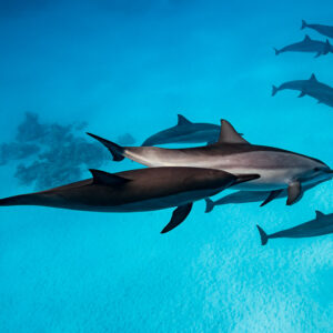 Pair of spinner dolphins in the foreground with the pod over sand, Sataya Reef, Red Sea, Egypt