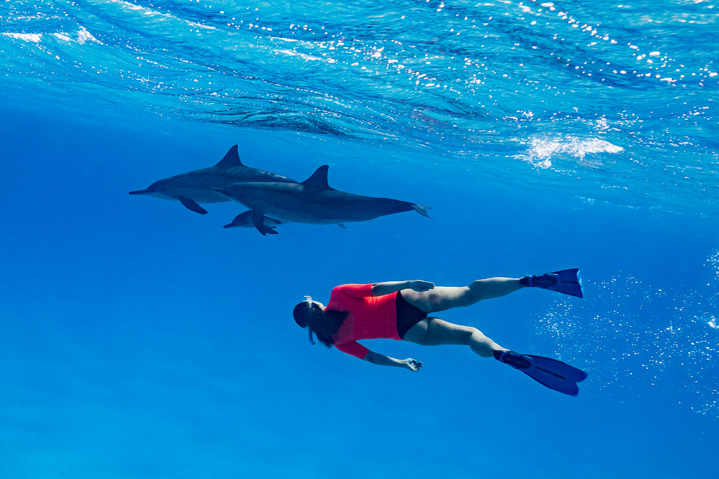 Woman snorkeler in red diving below a pair of spinner dolphins, Sataya Reef, Red Sea, Egypt