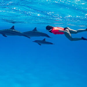 Woman snorkeler in red swimming alongside spinner dolphins in open blue, Sataya Reef, Red Sea, Egypt