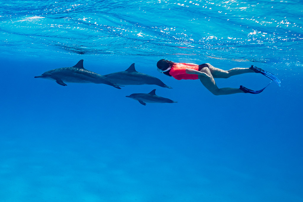 Woman snorkeler in red swimming alongside spinner dolphins in open blue, Sataya Reef, Red Sea, Egypt