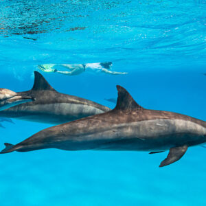 Two spinner dolphins close up with a snorkeler at the surface behind, Sataya Reef, Red Sea, Egypt
