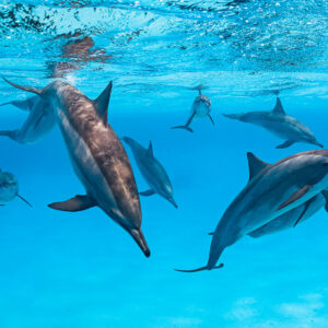 Spinner dolphin diving head down among the pod near the surface, Sataya Reef, Red Sea, Egypt