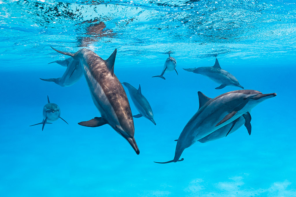 Spinner dolphin diving head down among the pod near the surface, Sataya Reef, Red Sea, Egypt