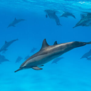 Lone spinner dolphin in the foreground with the pod scattered behind, Sataya Reef, Red Sea, Egypt