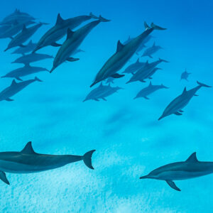 Pod of spinner dolphins spread over pale sand seen from above, Sataya Reef, Red Sea, Egypt