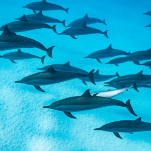 Dense pod of spinner dolphins over sand, one showing its white belly, Sataya Reef, Red Sea, Egypt