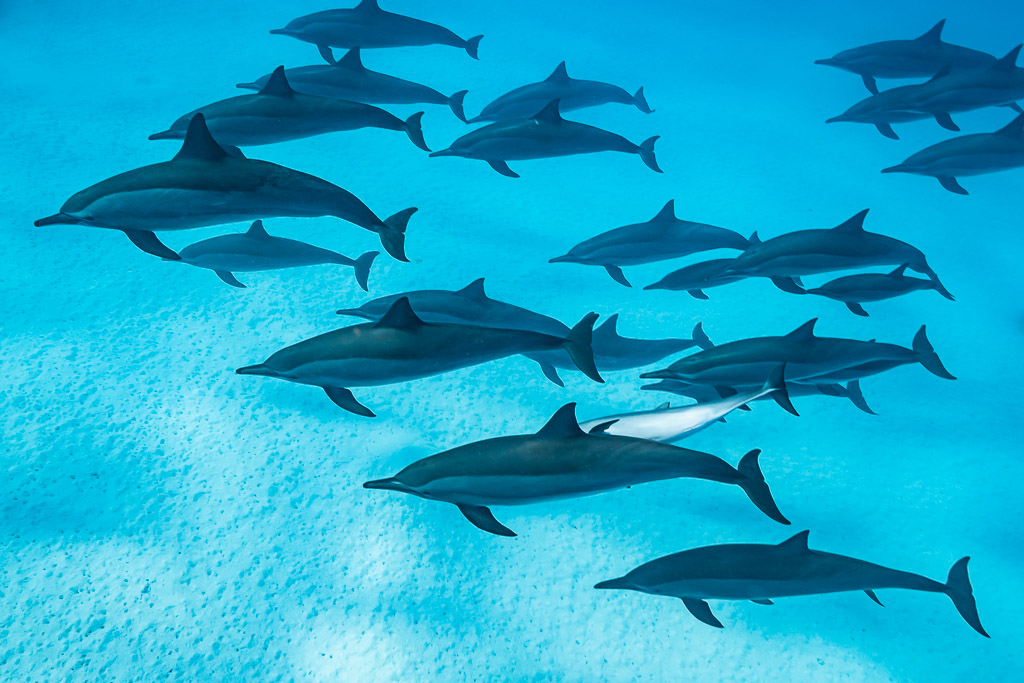 Dense pod of spinner dolphins over sand, one showing its white belly, Sataya Reef, Red Sea, Egypt