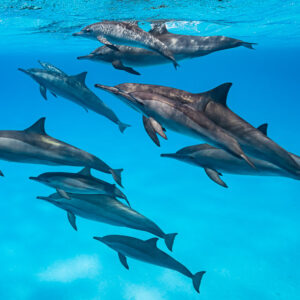 Spinner dolphins swimming in several layers below the surface, Sataya Reef, Red Sea, Egypt