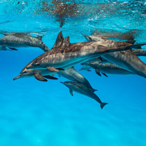 Tight group of spinner dolphins crowding just under the surface, Sataya Reef, Red Sea, Egypt