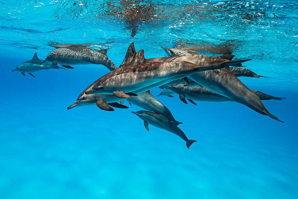 Tight group of spinner dolphins crowding just under the surface, Sataya Reef, Red Sea, Egypt
