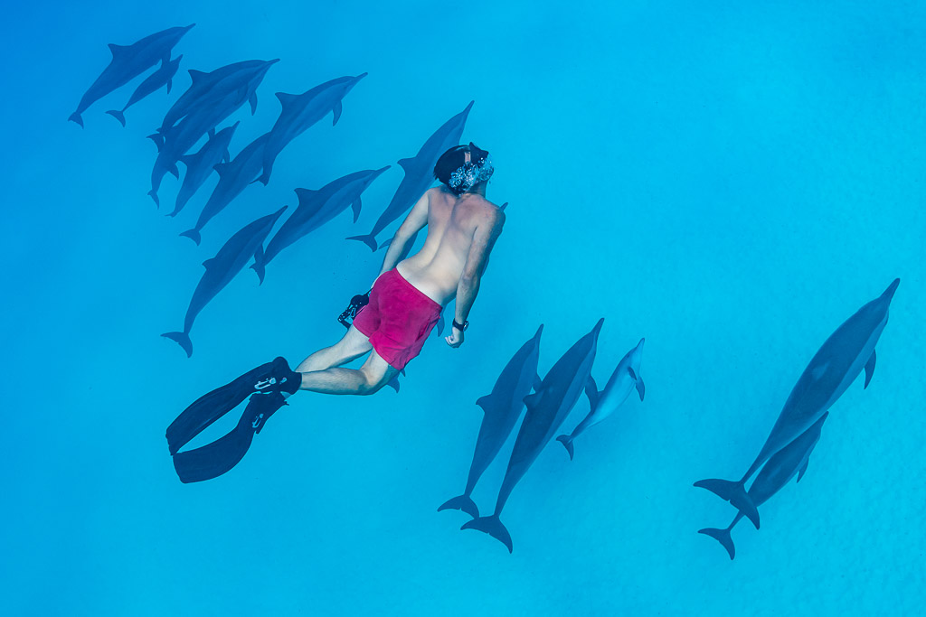 Homme en short rouge en apnée parmi les dauphins à long bec, vue de dessus, récif de Sataya, mer Rouge, Égypte