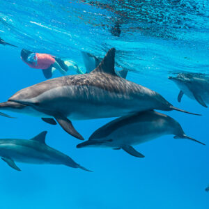 Spinner dolphins passing close with a woman snorkeler above, Sataya Reef, Red Sea, Egypt