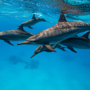 Trio de dauphins à long bec nageant serrés près de la surface, récif de Sataya, mer Rouge, Égypte