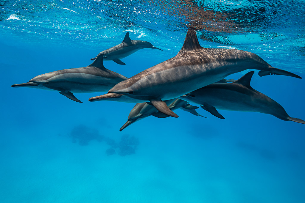 Trio de dauphins à long bec nageant serrés près de la surface, récif de Sataya, mer Rouge, Égypte